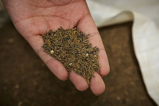 Cumin